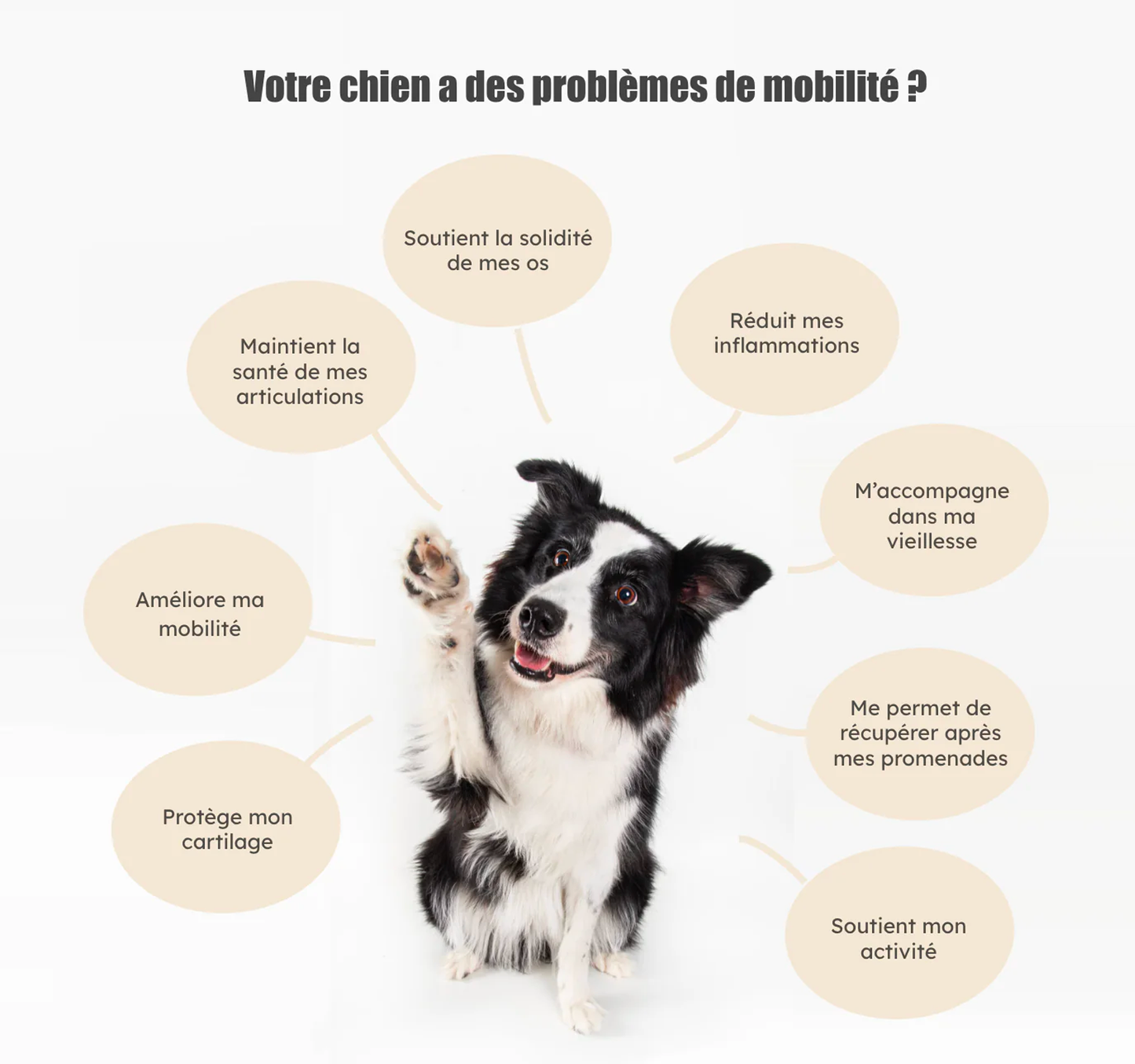 Formule Articulations
